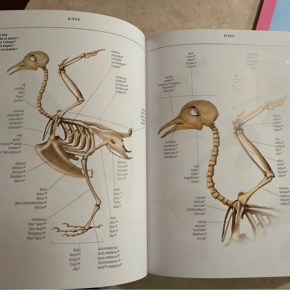 5-Language Visual Dictionary - Picture 4 of 5